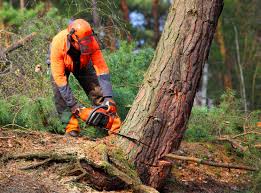 Best Seasonal Cleanup (Spring/Fall)  in Union Beach, NJ