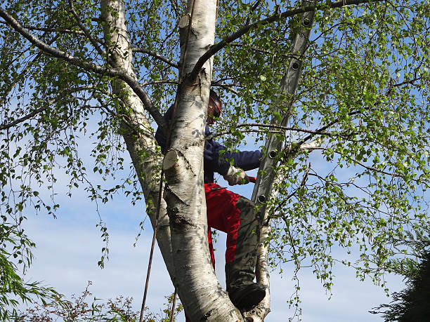 Tree and Shrub Care in Union Beach, NJ