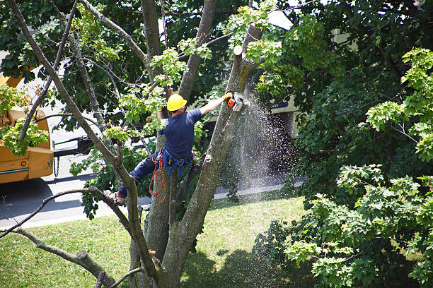 Best Tree Disease Treatment  in Union Beach, NJ